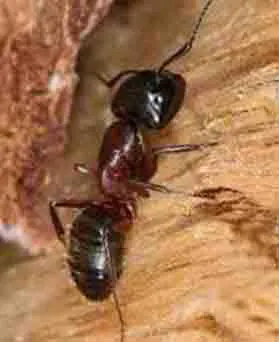 insecte-xylophage-nidificateur-fourmis-charpentiere