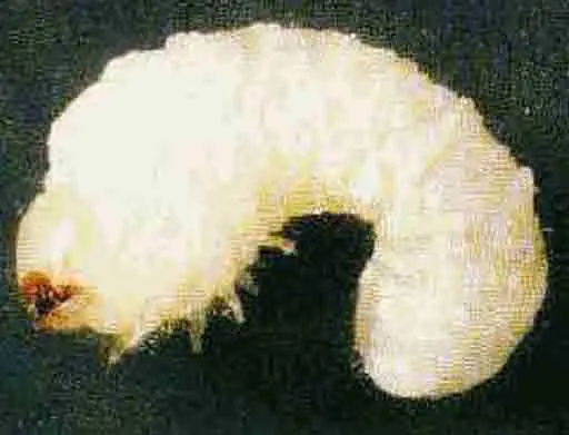 larve de grosses Vrillettes