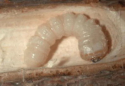 larve xylophage du capricorne (les parasites du bois)