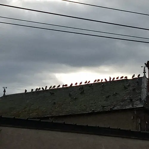 dépigeonnage - traitement sapa