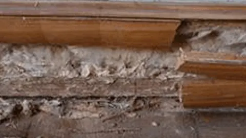 champignons-lignivores-aspects-dégradation-bois-plinthe