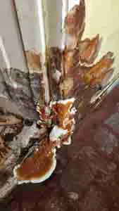 Traitement-anti-mérule-termites-saint-martin-des-noyers-vendée-85