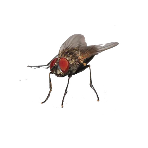 fourmis - traitement sapa