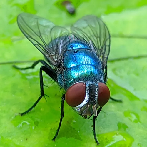 traitement mouches NANTES R2Z2 CHATEAUBRIAND LOIRE ATLANTIQUES SAPA