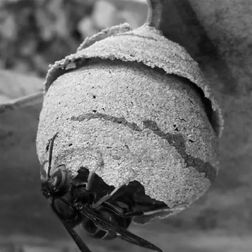 TRAITEMENT frelons SAINT-NAZAIRE SAPA