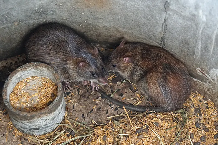 traitement souris rats sapa