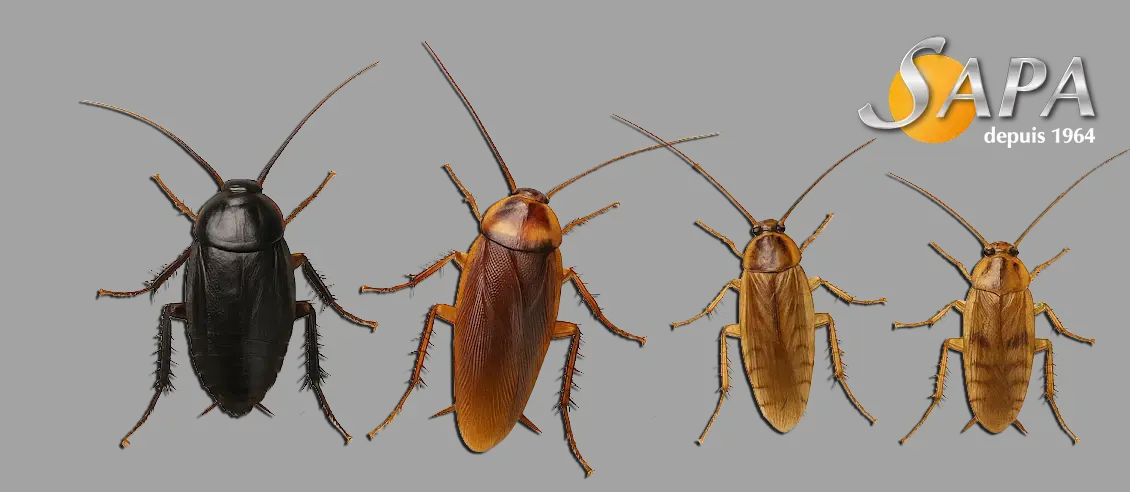 planche identification des espèces de blattes en ille-et-vilaine