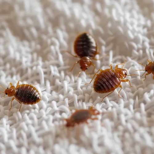 SAPA TRAITEMENT PUNAISE DE LIT Orvault Pornic Pornichet