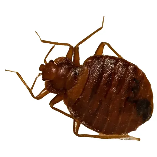 punaise de lit - traitement sapa