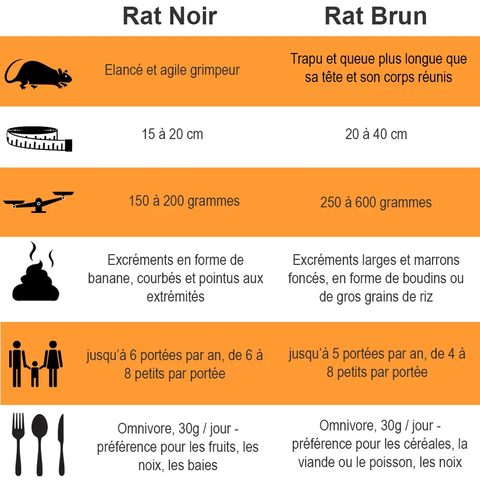 comparaison du rat noir et du rat brun