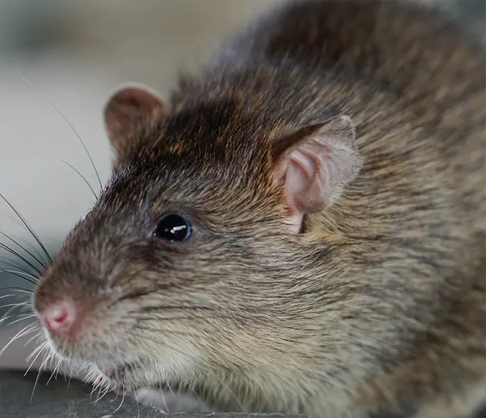 Dératisation : éradiquer Les rats, les souris, mulots