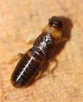 termite insecte xylophage