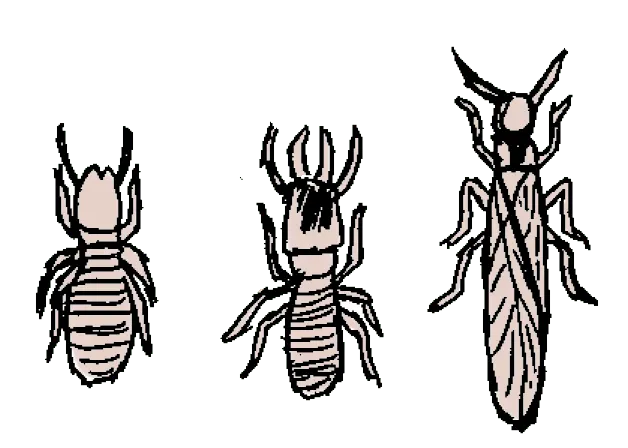 termites - Traitement charpente