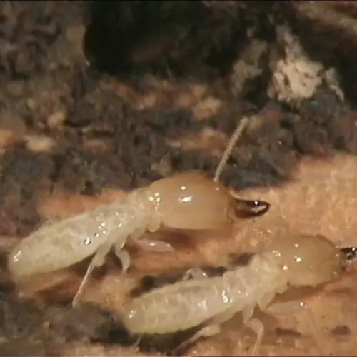 Diagnostic termites à Saint-Genouph 37510