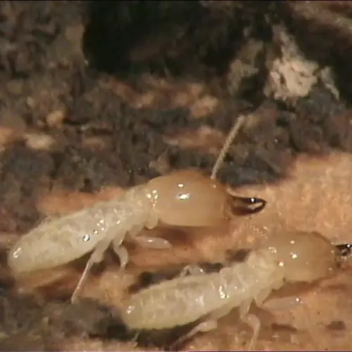 SAPA lutte contre le parasite (capricorne, vrillette) dans le 19