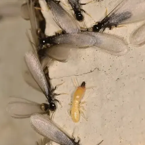 Eissamage termite