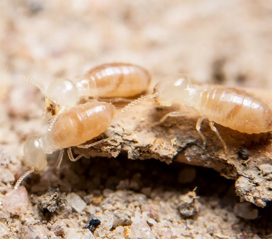 termite insecte xylophage