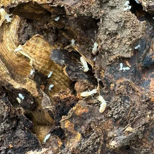 traitement termites sapa pays ebasque et dans les pyrénées Atlantiques