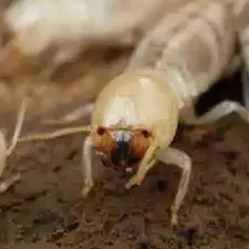 TERMITE - Ille-et-vilaine -Rennes