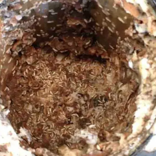 Traitement termites 49 Angers Maine-et-Loire