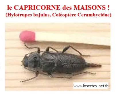 capricorne des maison