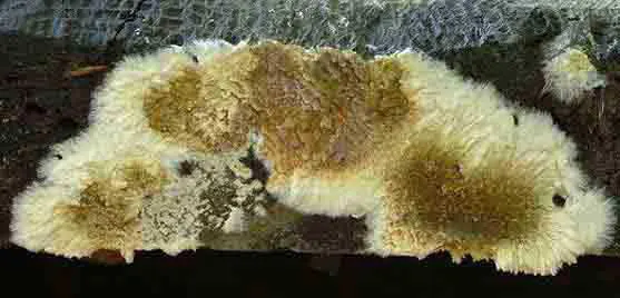 Le coniophore des caves - page mérule - sapa