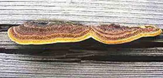 Le Lenzite des poutres - page mérule - sapa