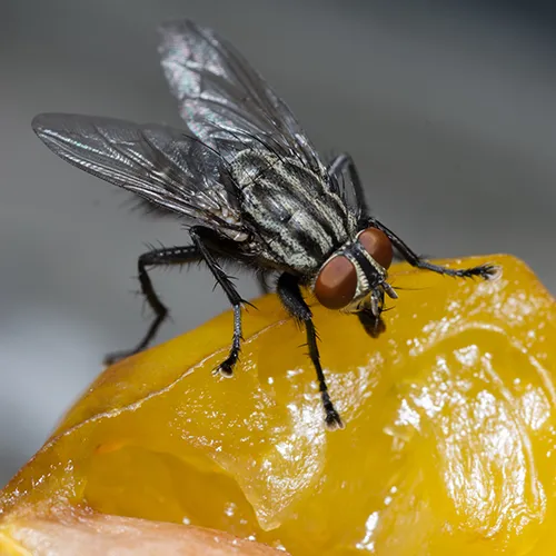 TRAITEMENT mouche SAINT-NAZAIRE SAPA