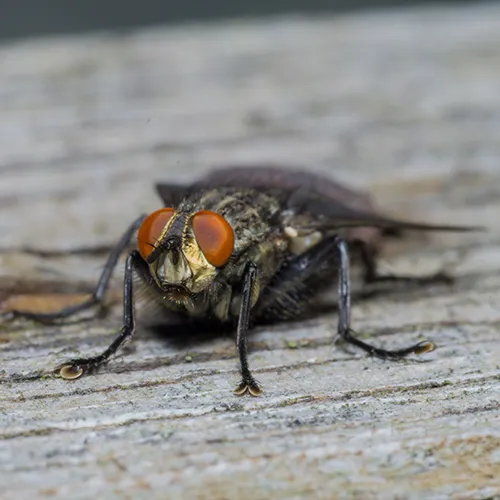 SAPA TRAITEMENT mouches Orvault Pornic Pornichet