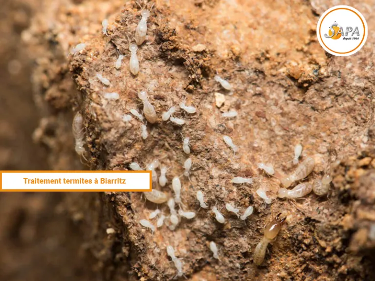 Traitement termites à Biarritz, Xutiketa, Iraty, traitement insectes xylophages, traitement effectué par la Sapa.