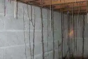 Traitement termites à Blaye - Cordonnets Termites