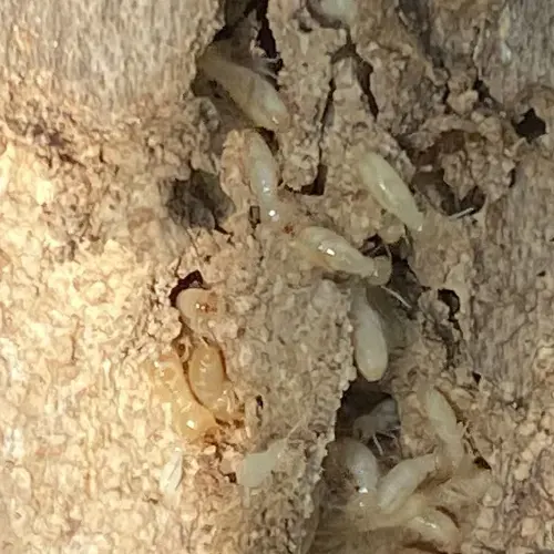 Traitement termites bois charpente