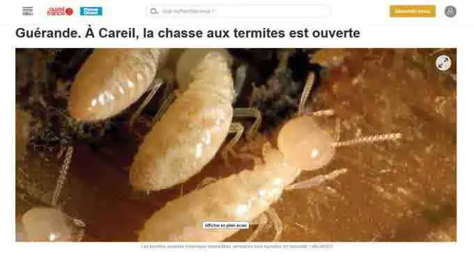 Traitement-anti-termites-Careil-Guérande-Loire-Atlantique-44350
