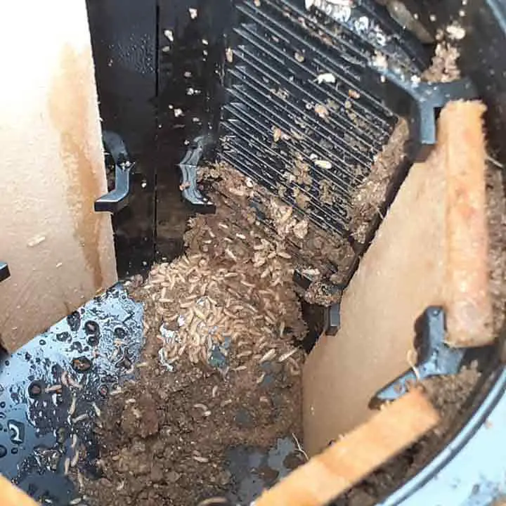Traitement termites curatif par pièges à Lesparre-Médoc en Gironde (33)