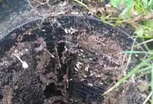 Traitement termites par pièges à LESPARRE-Médoc