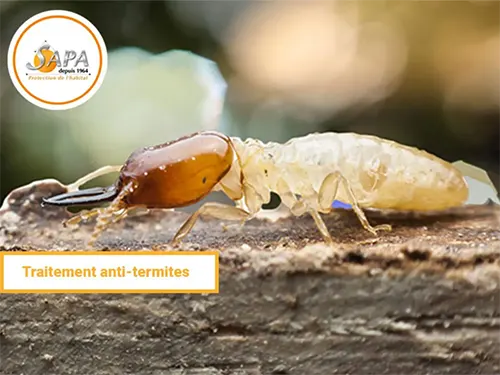 Traitement termites à Pornichet dans le département de la Loire-Atlantique (44), chantier effectué par la Sapa.