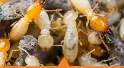 traitement anti-termites poitiers