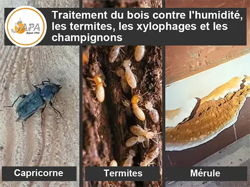 traitement_bois_termites_capricorne_merule