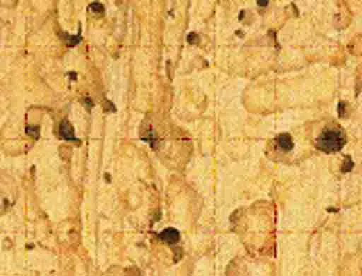 trous de petites vrillettes sur un chevron