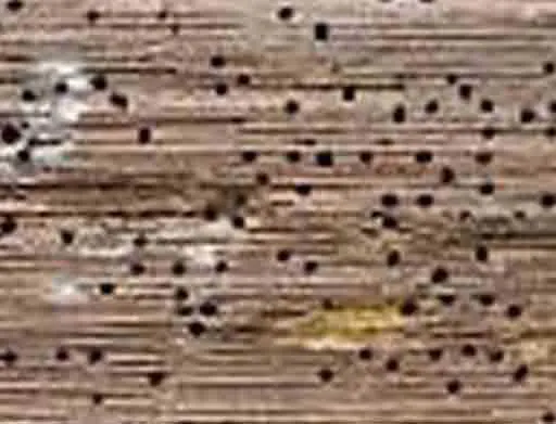 Trous de sorties de petites vrillettes (Petits trous)