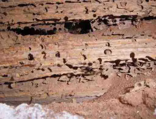 Dégâts causés par les grosses vrillettes, Trous de sorties de grosses vrillettes, bois aux Taux d humidité de 22%