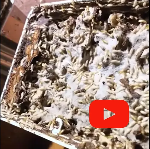 traitement termites sapa